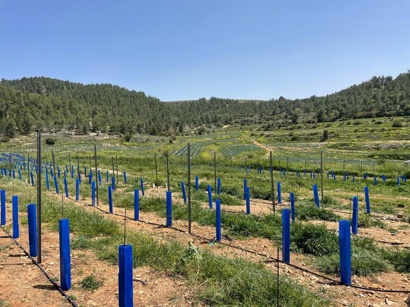 Plastic Plant Guarding Tube Plastic Plant Guarding Tube