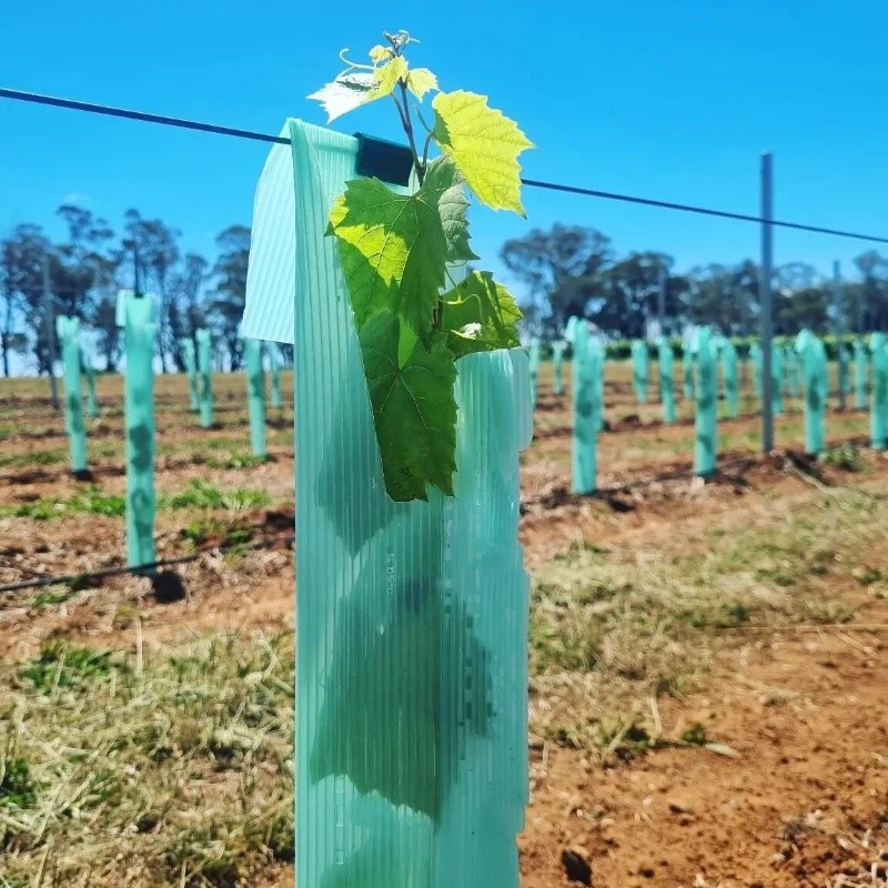 Eco-Friendly Vine Guard Eco-Friendly Vine Guard